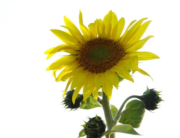 Menutup Tampilan Bunga Matahari — Stok Foto