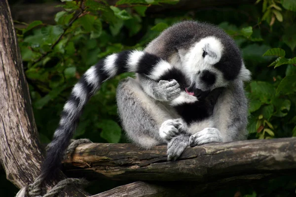 Ringschwanzmaki Tier Flora Und Fauna — Stockfoto