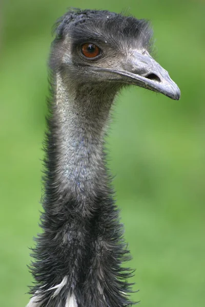 ダチョウの鳥野生生物 — ストック写真