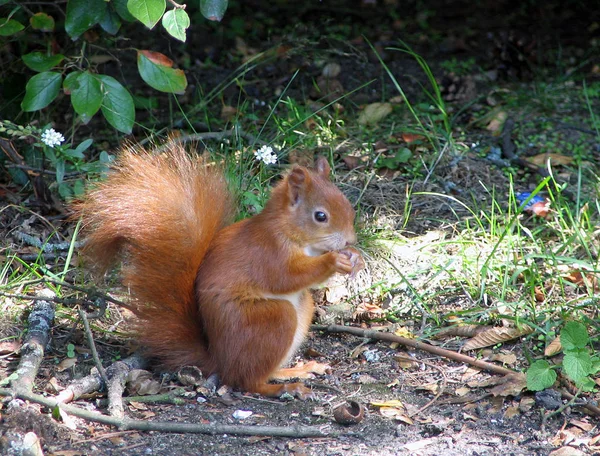 Ekorre Fluffiga Gnagare Djur — Stockfoto