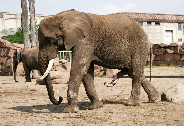 Closeup of animal at zoo