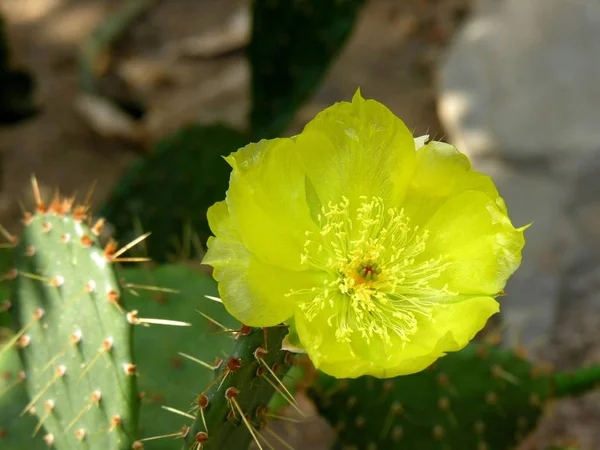 cactus flower, flora cacti growth