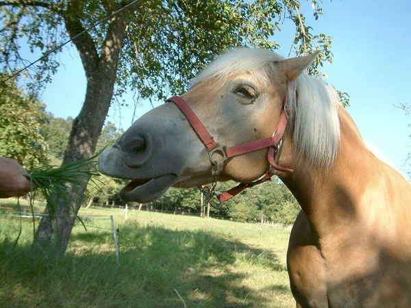 Şimdi Ver Ona — Stok fotoğraf