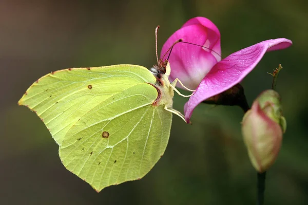Widok Bliska Piękny Kolorowy Motyl — Zdjęcie stockowe