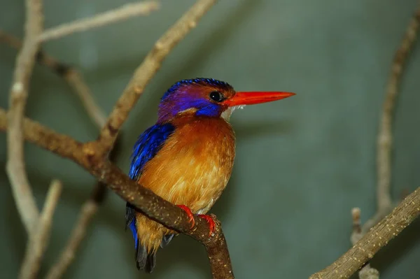 Gyönyörű Kingfisher Szerettem Volna Fogni Vadonban Nem Nekem Ellenére Néhány — Stock Fotó