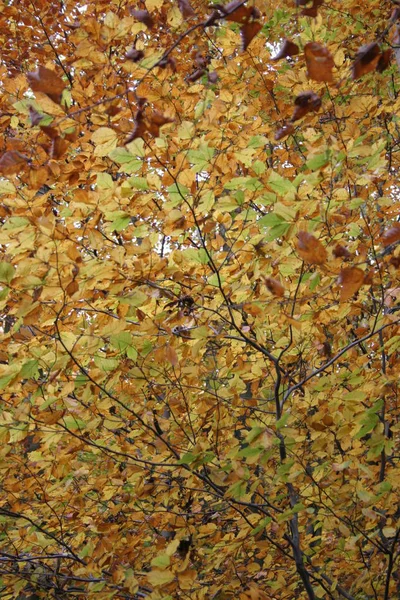 Folhas Outono Flora Estação Outono — Fotografia de Stock