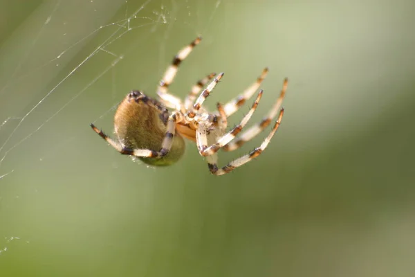 Scary Spider Insect Creature — Stock Photo, Image