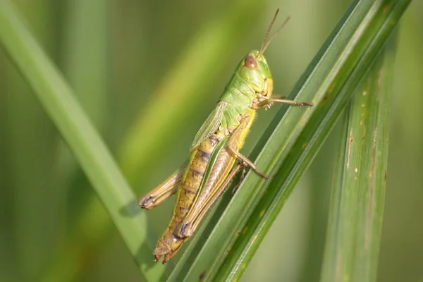 Gros Plan Bug Nature Sauvage — Photo