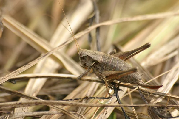 Vista Cerca Del Pequeño Insecto Saltamontes —  Fotos de Stock