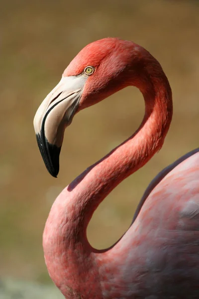 Mindere Flamingo Natuurlijke Vogel Achtergrond — Stockfoto