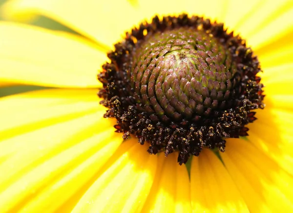 Schöne Blühende Blumen Natur Hintergrund — Stockfoto