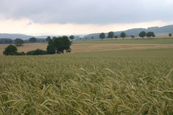 Landwirtschaftliches Maisfeld Ackerland — Stockfoto