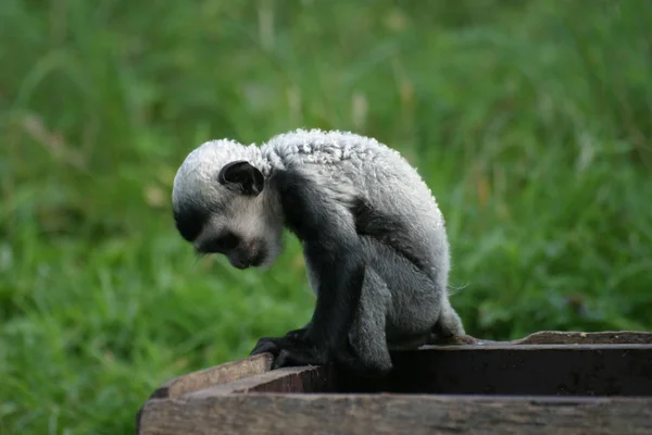 Großaufnahme Von Tier Zoo — Stockfoto