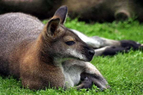 Animal Kangourou Faune Australienne — Photo