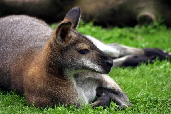 Kangoeroe Dier Australische Fauna — Stockfoto