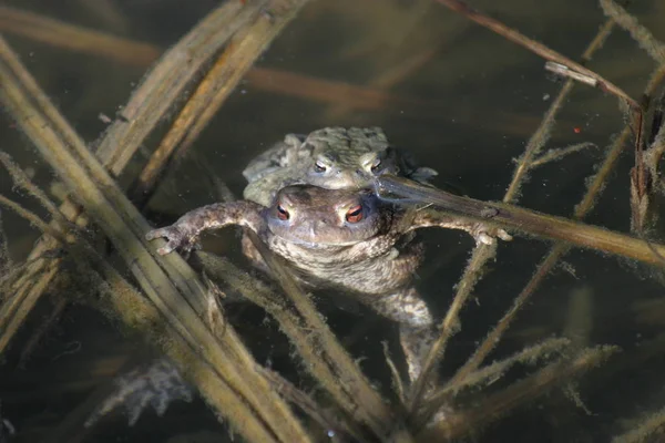 Crapaud Reptile Grenouille Amphibien Animal — Photo