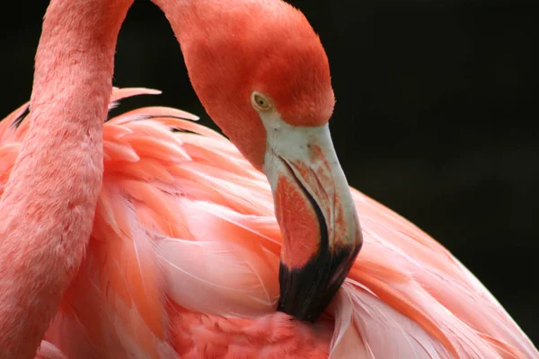 Aussichtsreiche Aussicht Auf Schöne Vögel Der Natur — Stockfoto