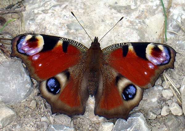 Vue Rapprochée Beau Papillon Coloré — Photo