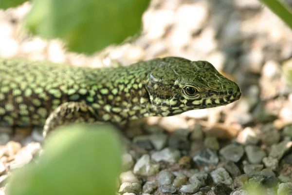 Perto Lagarto Habitat Conceito Selvageria — Fotografia de Stock