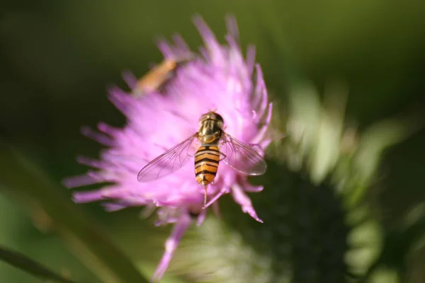 Vista Cerca Los Insectos Naturaleza —  Fotos de Stock