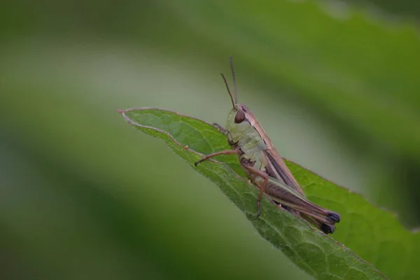 Közönséges Szöcske Chorthippus Parallelus — Stock Fotó