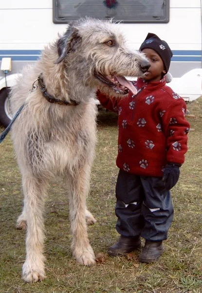 Retrato Una Linda Niña Con Perro — Foto de Stock