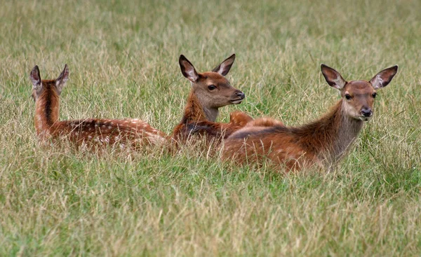 Schilderachtig Uitzicht Prachtig Hert Natuur — Stockfoto