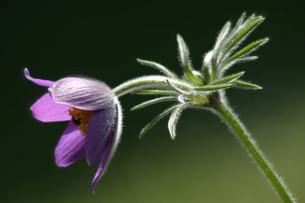 Krásný Botanický Záběr Přírodní Tapety — Stock fotografie