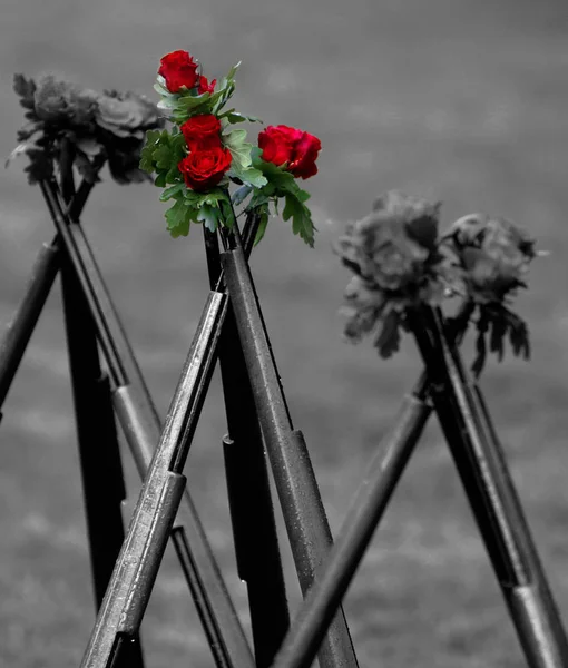 Bloesem Roos Bloemblaadjes — Stockfoto