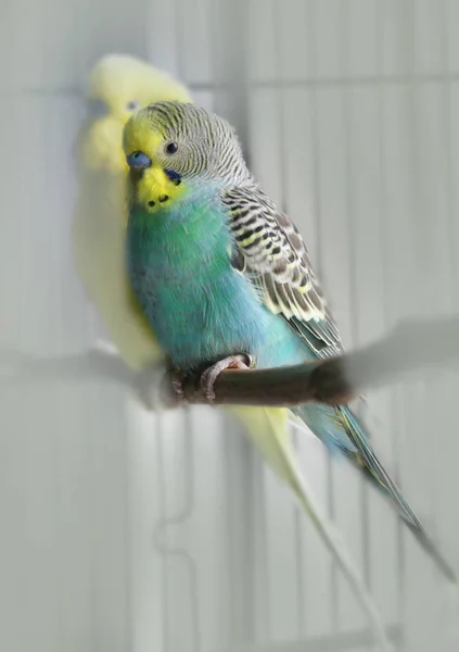 Nasze Papugi Trzymane Otwartej Klatce Wolą Siedzenie Klatce Ciągu Dnia — Zdjęcie stockowe