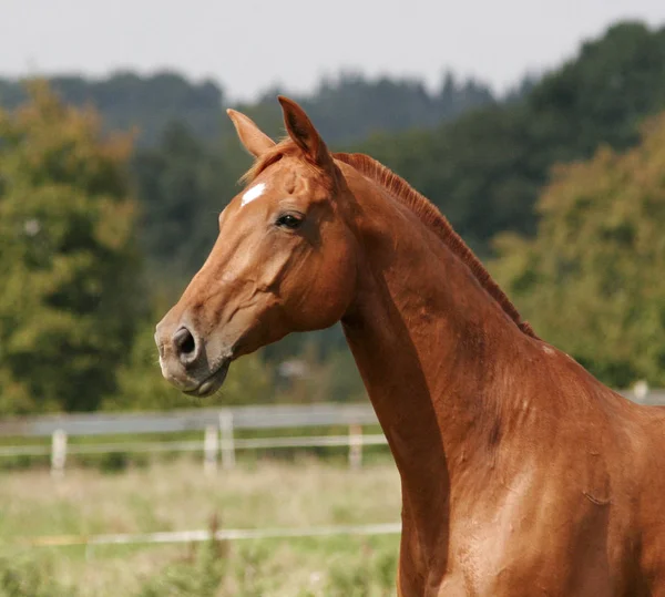 Paarden Overdag Buiten — Stockfoto