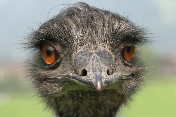 ダチョウの鳥野生生物 — ストック写真