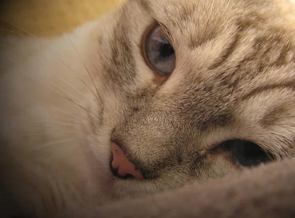 Portrait Cute Cat — Stock Photo, Image