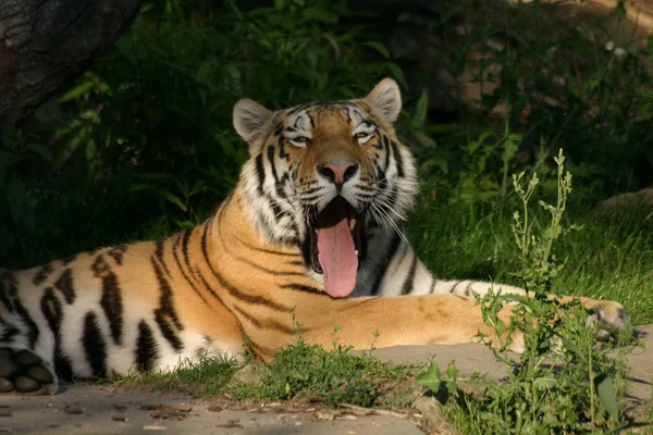 Сибирский Тигр Полосатое Животное — стоковое фото