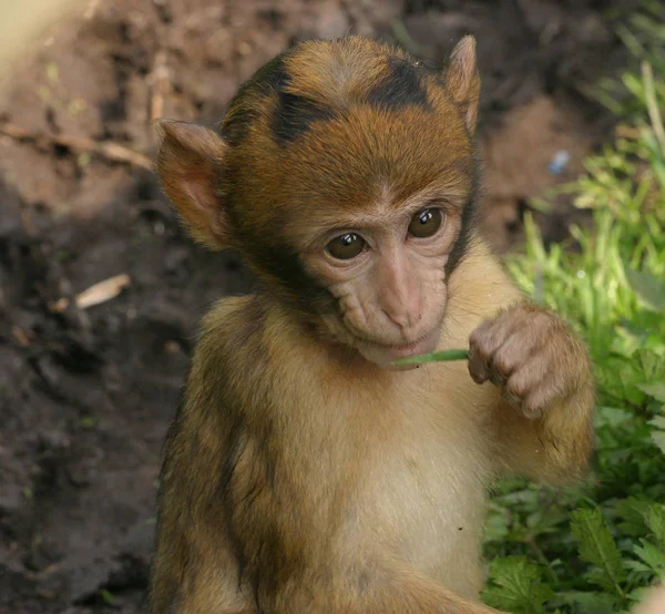 Macaco Animal Primata Vida Selvagem — Fotografia de Stock