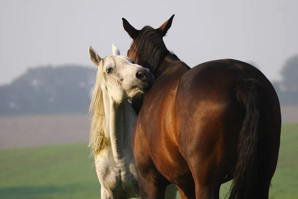 Paarden Overdag Buiten — Stockfoto