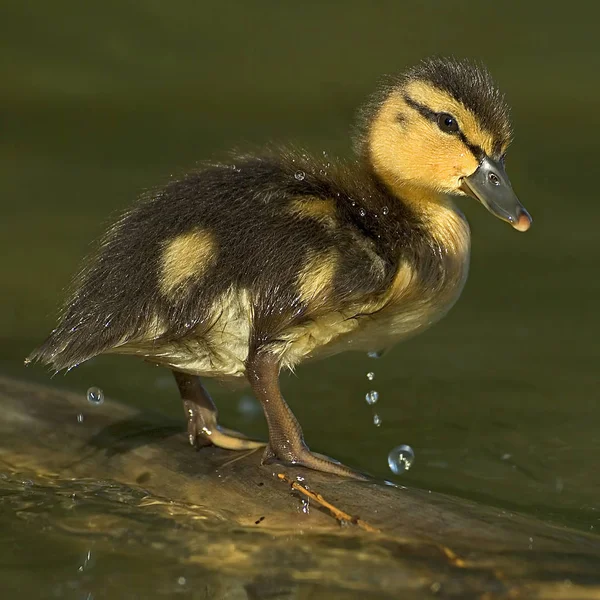 Staw Wody Kaczki Ptaków Dzikiej Przyrody Przyrody Fauny — Zdjęcie stockowe