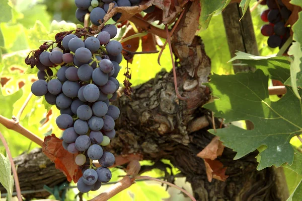 Vid Chianti Vinvägen — Stockfoto