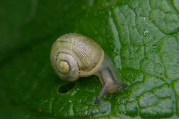 有了这只还很年轻的蜗牛 你就能辨别出 — 图库照片