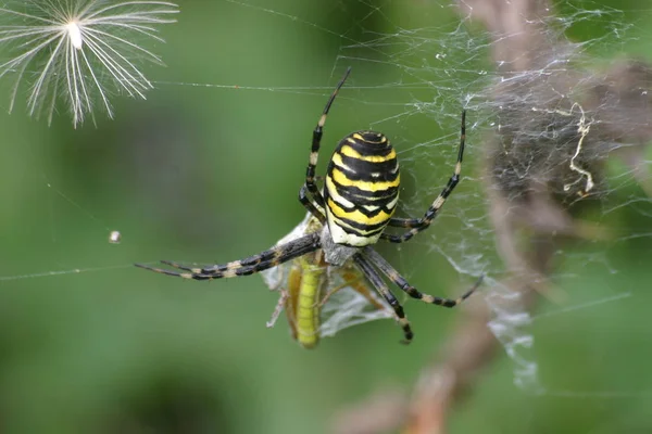 Vue Rapprochée Insecte Araignée Guêpe — Photo