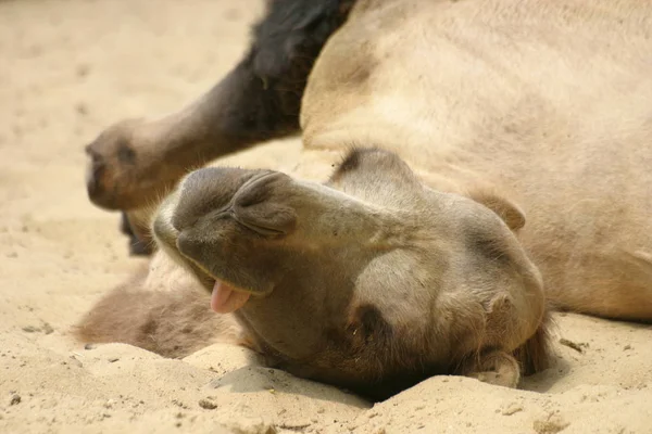 Närbild Djur Zoo — Stockfoto