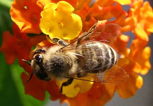 Little Bee Can Disturbed While Eating — Stock Photo, Image