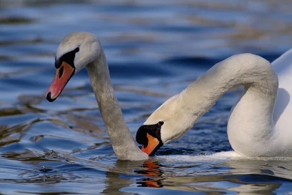 Scenic View Beautiful Bird Nature — Stock Photo, Image