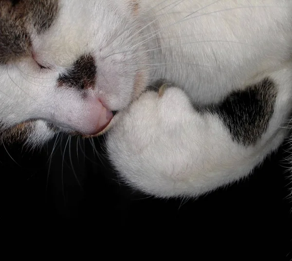 Retrato Lindo Gato — Foto de Stock