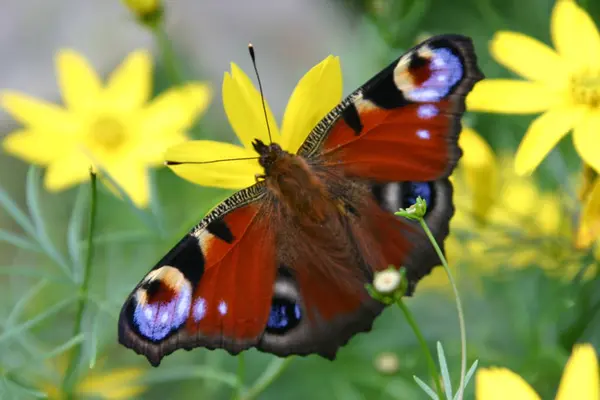 Primo Piano Bug Natura Selvaggia — Foto Stock