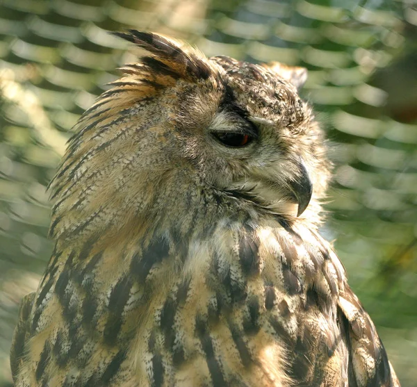 Vacker Utsikt Över Vacker Fågel Naturen — Stockfoto