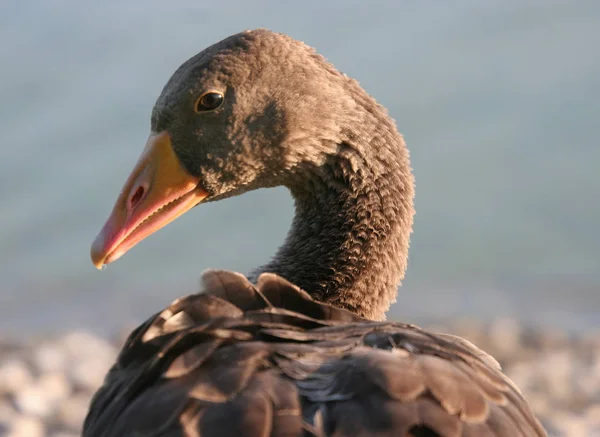 大自然における鳥類の景観 — ストック写真