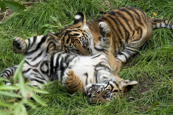 Feline Predator Wild Tiger — Stock Photo, Image