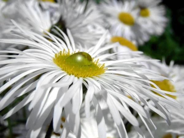 Vista Panorámica Hermosas Flores Marguerita — Foto de Stock
