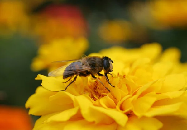 Vacker Botanisk Skott Naturliga Tapeter — Stockfoto